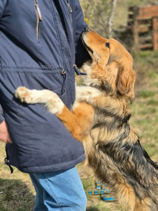 Oddam psa, Pruszków, Żbików, 29 kwietnia 2026 (3/5)