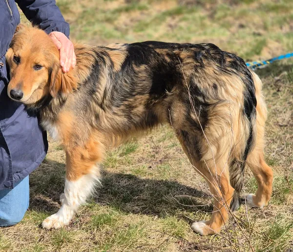 Oddam psa, Pruszków, Żbików, 29 kwietnia 2026 (4/5)