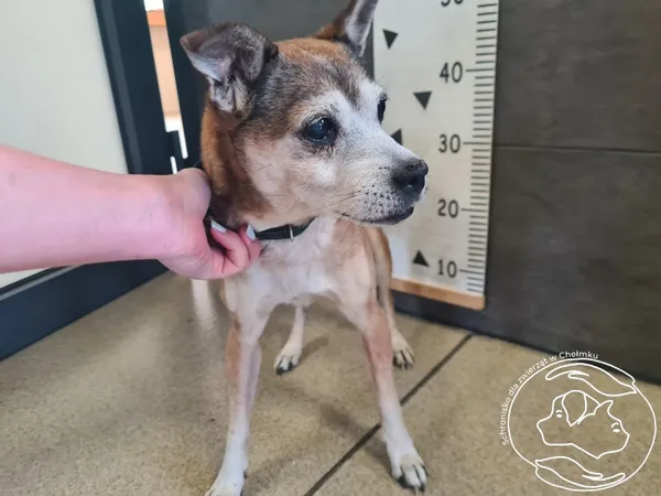 Znaleziono psa, Chełmek, 28 kwietnia 2026