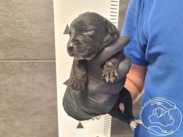 Znaleziono psa, Chełmek, 27 kwietnia 2026