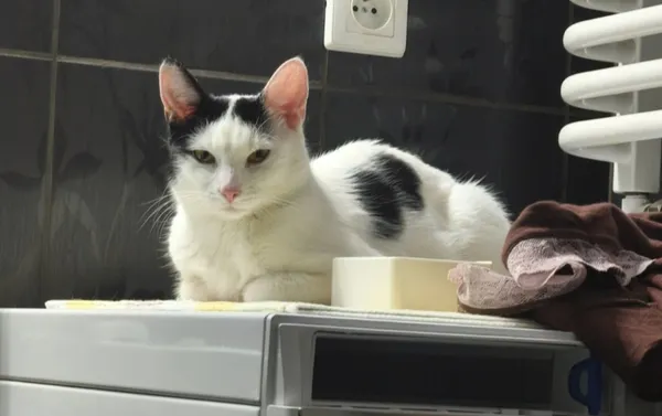 Zaginął kot, Łódź, 29 kwietnia 2026