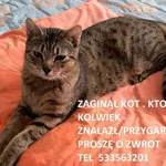 Zaginął kot