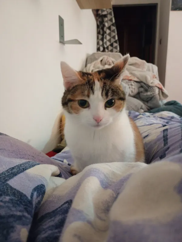 Zaginął kot, Łódź, 28 kwietnia 2026