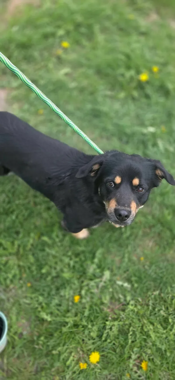 Pies do adopcji, Zgierz, 29 kwietnia 2026 (1/3)