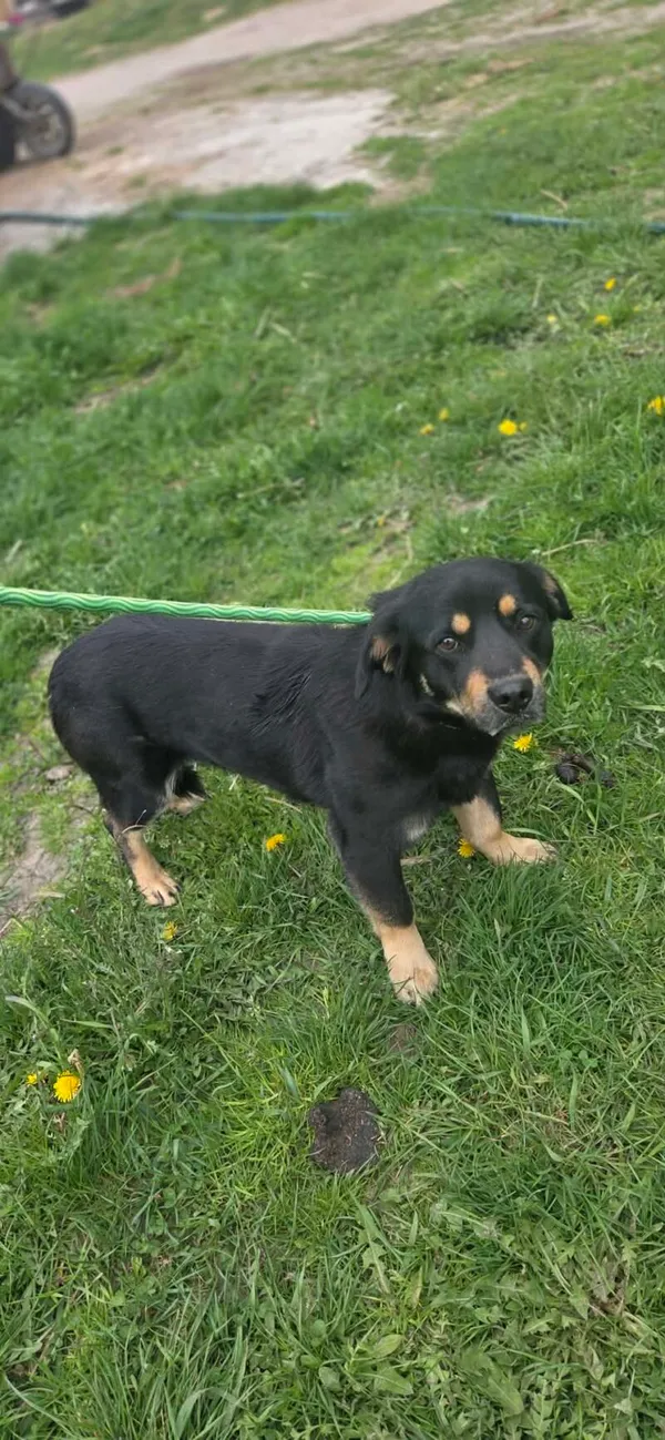 Pies do adopcji, Zgierz, 29 kwietnia 2026 (2/3)