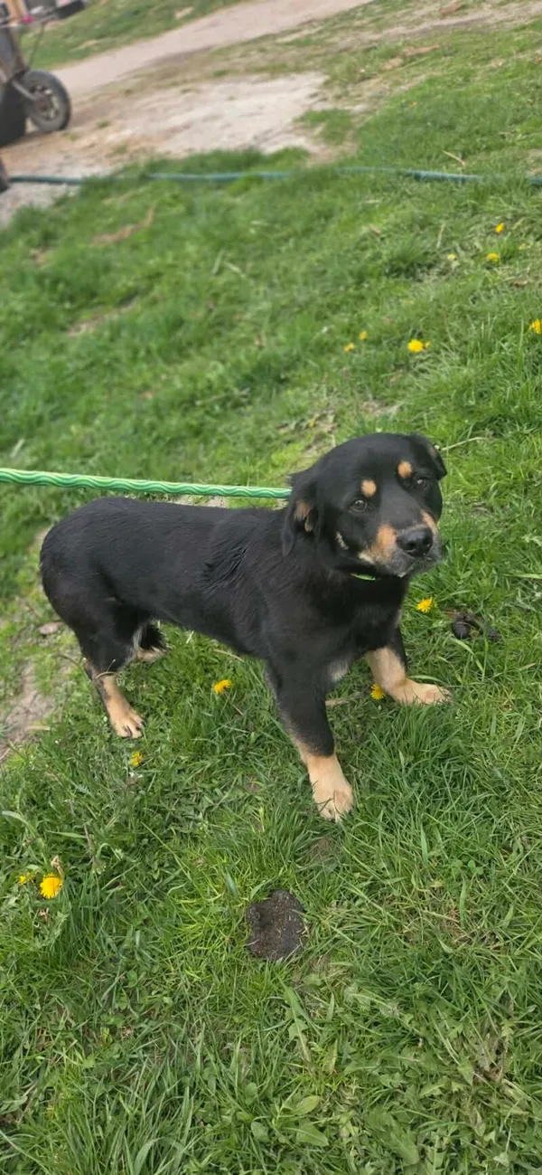 Pies do adopcji, Zgierz, 29 kwietnia 2026 (3/3)