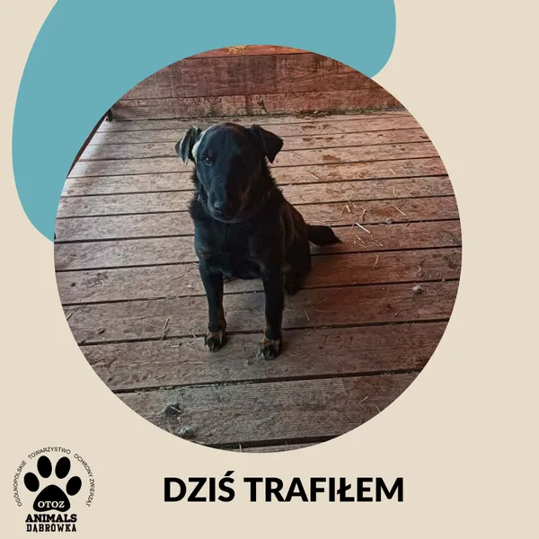 Znaleziono psa, Dąbrówka, 27 kwietnia 2026