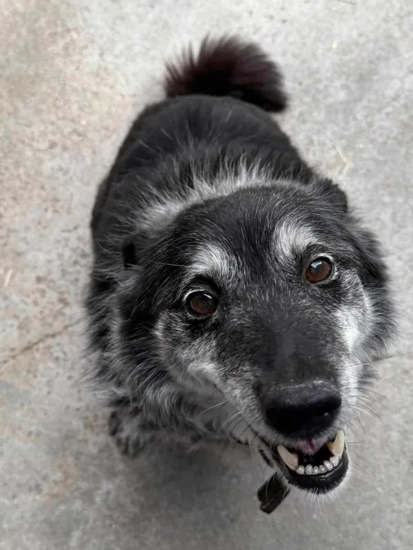 Znaleziono psa, Chojnice, 29 kwietnia 2026 (1/2)