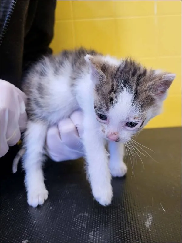 Znaleziono kota, Grudziądz, 28 kwietnia 2026