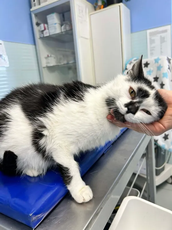 Kot do adopcji, Zgierz, 14 kwietnia 2026 (1/5)