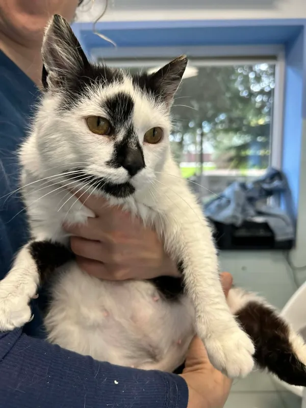 Kot do adopcji, Zgierz, 14 kwietnia 2026 (2/5)