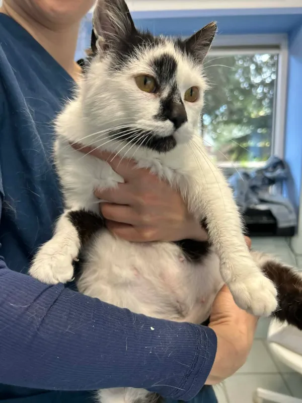 Kot do adopcji, Zgierz, 14 kwietnia 2026 (3/5)