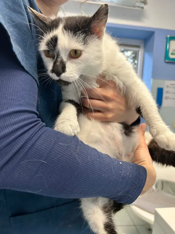 Kot do adopcji, Zgierz, 14 kwietnia 2026 (4/5)