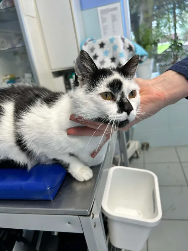 Kot do adopcji, Zgierz, 14 kwietnia 2026 (5/5)