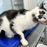 Kot do adopcji