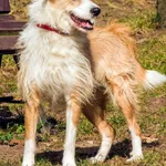 Pies do adopcji