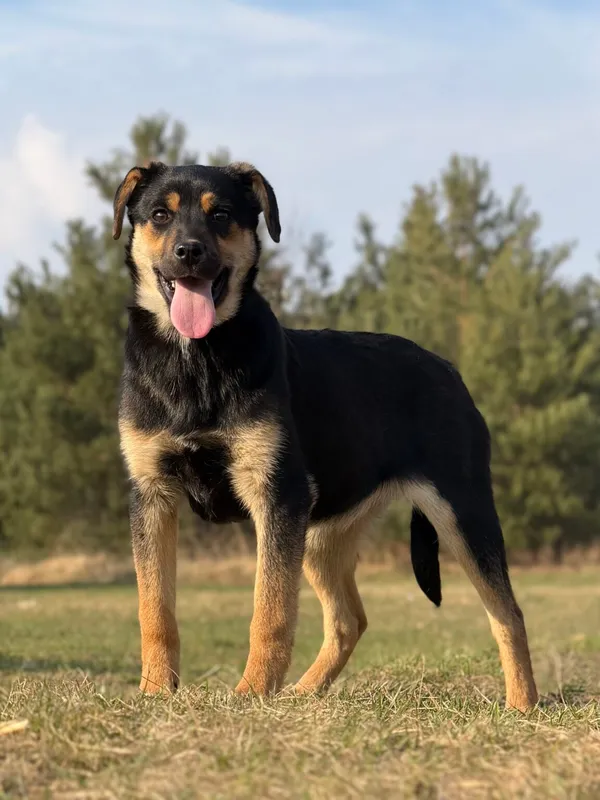 Pies do adopcji, Pieczyska, 29 kwietnia 2026 (2/4)