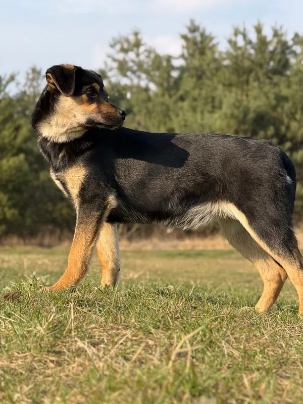 Pies do adopcji, Pieczyska, 29 kwietnia 2026 (3/4)