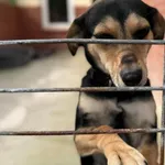 Pies do adopcji