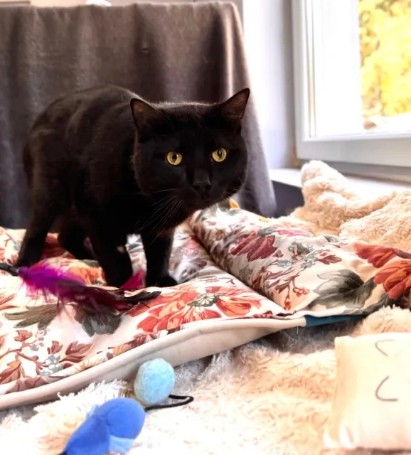 Kot do adopcji, Piła, 2 stycznia 2026 (1/3)