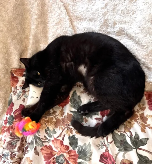 Kot do adopcji, Piła, 2 stycznia 2026 (2/3)