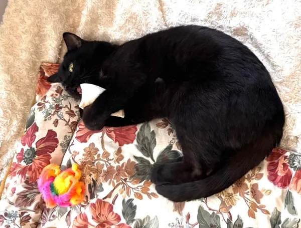 Kot do adopcji, Piła, 2 stycznia 2026 (3/3)