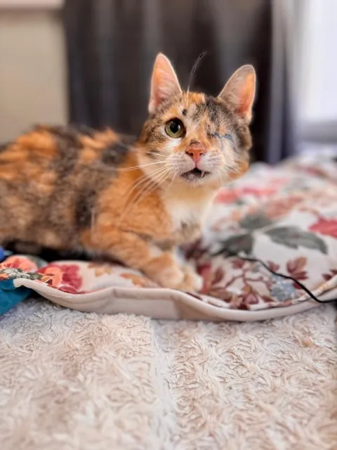 Kot do adopcji, Piła, 31 stycznia 2026 (1/4)