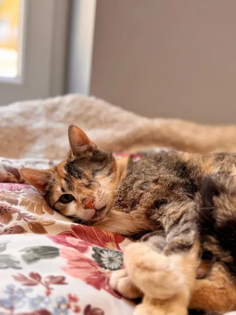 Kot do adopcji, Piła, 31 stycznia 2026 (2/4)