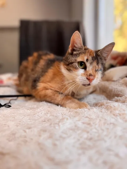 Kot do adopcji, Piła, 31 stycznia 2026 (3/4)