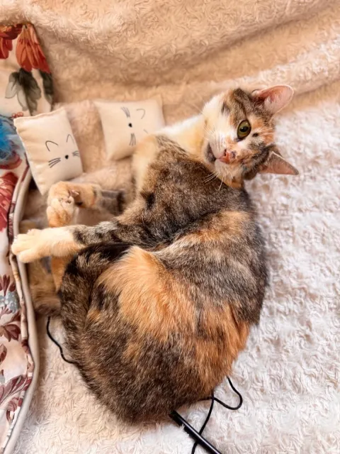 Kot do adopcji, Piła, 31 stycznia 2026 (4/4)