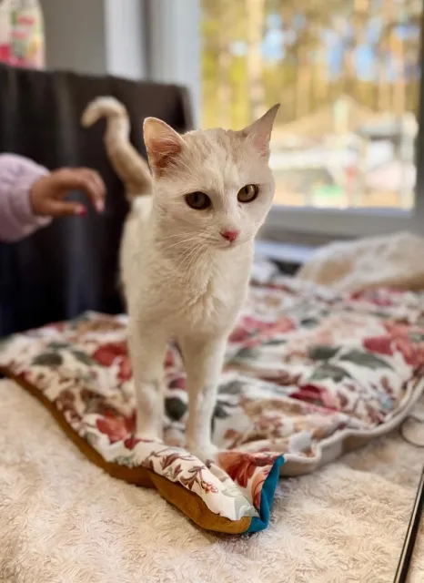 Kot do adopcji, Piła, 22 marca 2026 (1/3)