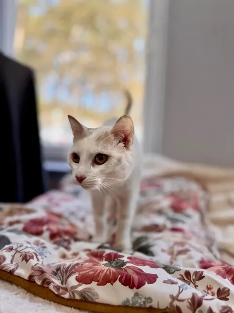 Kot do adopcji, Piła, 22 marca 2026 (2/3)