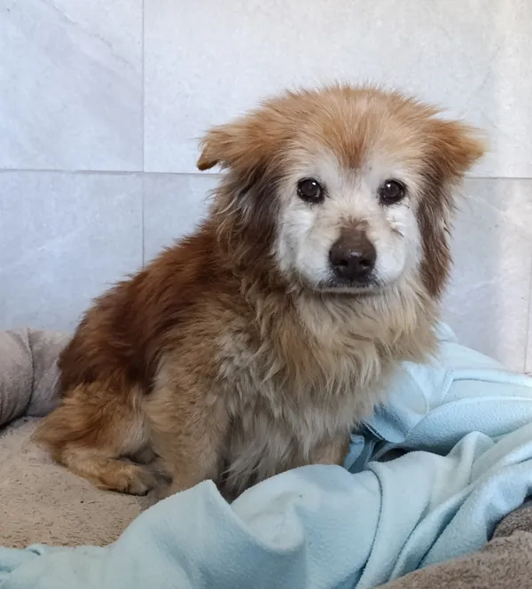 Pies do adopcji, Bełchatów, 1 kwietnia 2026