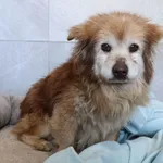Pies do adopcji