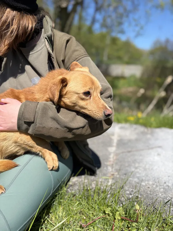 Pies do adopcji, Bełchatów, 3 kwietnia 2026 (1/5)