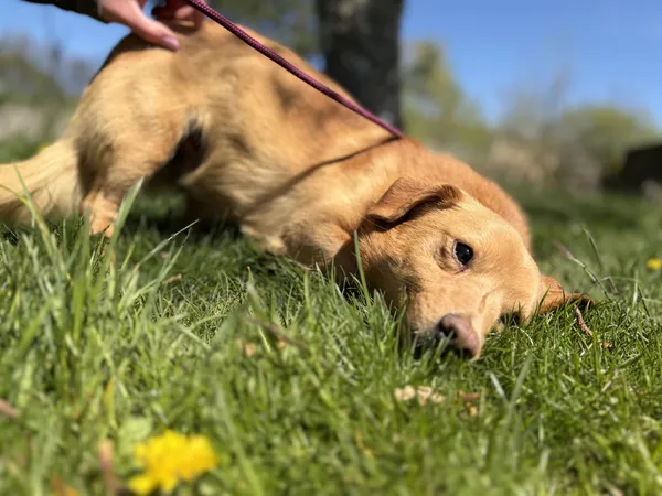 Pies do adopcji, Bełchatów, 3 kwietnia 2026 (2/5)