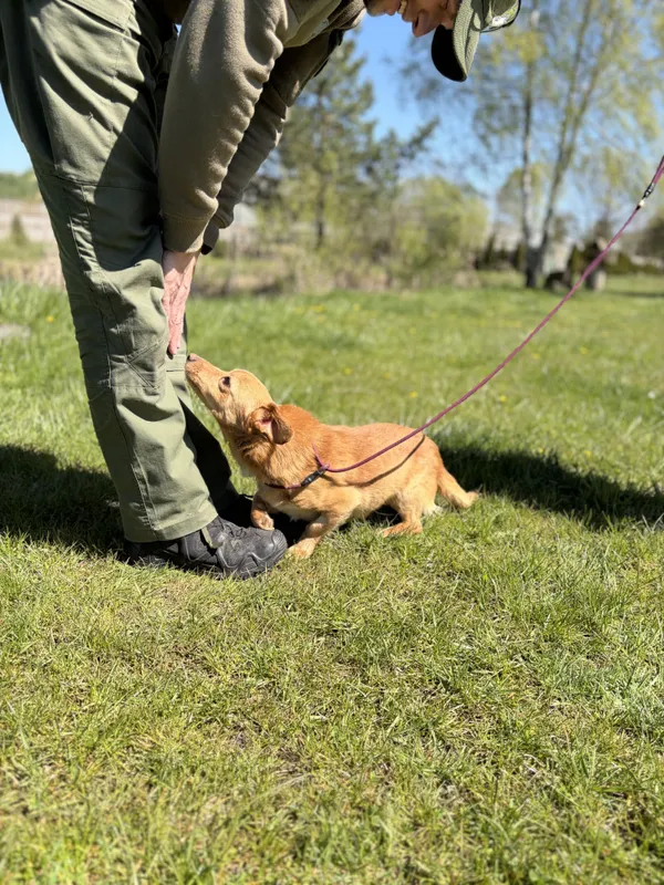 Pies do adopcji, Bełchatów, 3 kwietnia 2026 (3/5)