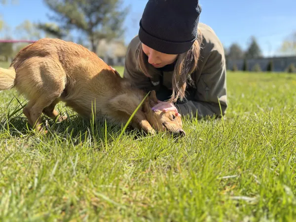 Pies do adopcji, Bełchatów, 3 kwietnia 2026 (4/5)