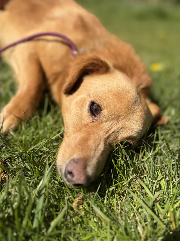 Pies do adopcji, Bełchatów, 3 kwietnia 2026 (5/5)