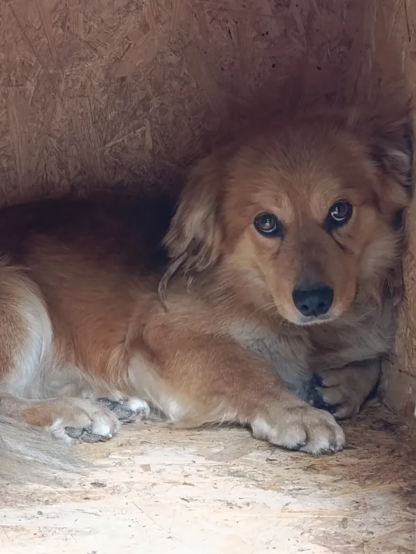 Pies do adopcji, Bełchatów, 10 kwietnia 2026