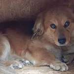 Pies do adopcji