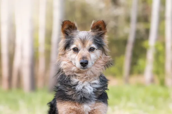 Pies do adopcji, Nowodwór, 26 kwietnia 2026 (2/5)