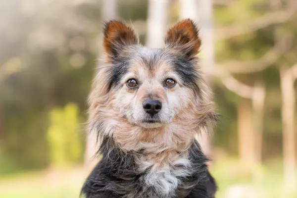 Pies do adopcji, Nowodwór, 26 kwietnia 2026 (3/5)