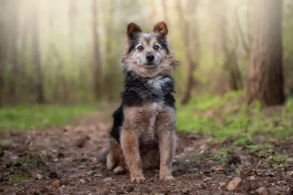 Pies do adopcji, Nowodwór, 26 kwietnia 2026 (4/5)