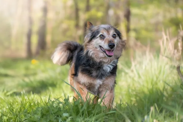 Pies do adopcji, Nowodwór, 26 kwietnia 2026 (5/5)