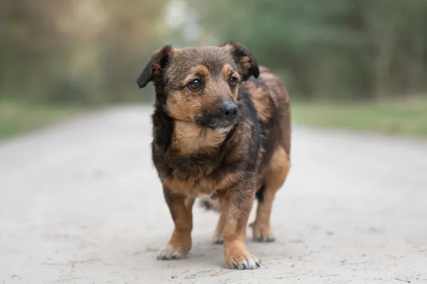 Pies do adopcji, Nowodwór, 26 kwietnia 2026 (1/5)