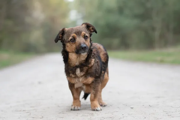 Pies do adopcji, Nowodwór, 26 kwietnia 2026 (2/5)