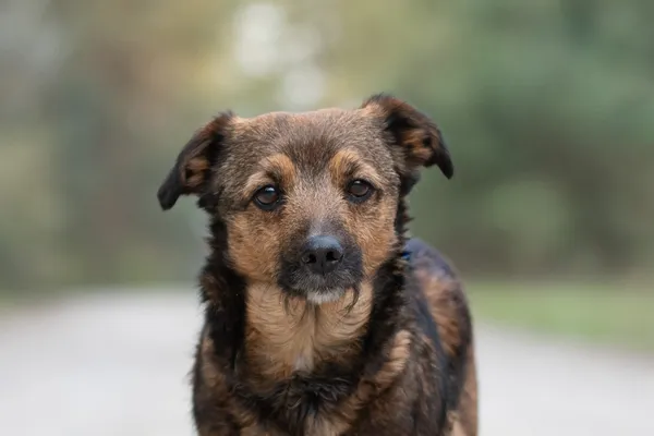 Pies do adopcji, Nowodwór, 26 kwietnia 2026 (3/5)