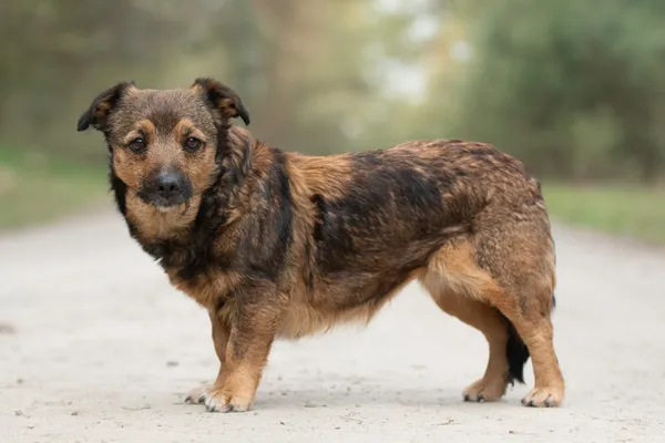 Pies do adopcji, Nowodwór, 26 kwietnia 2026 (4/5)