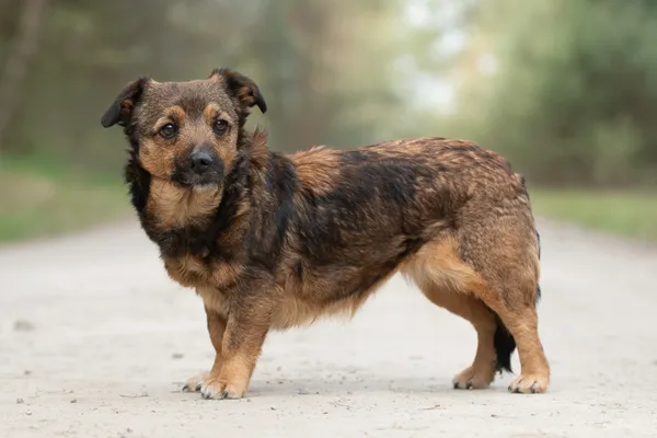 Pies do adopcji, Nowodwór, 26 kwietnia 2026 (5/5)